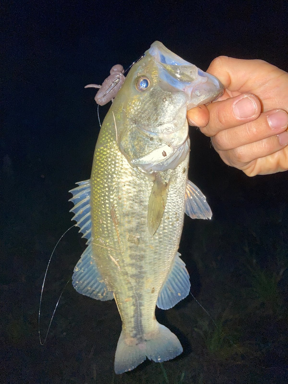 Largemouth bass caught at night on a Bottomup Scooper Frog