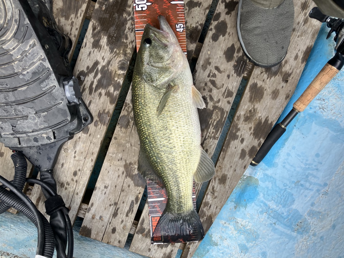バス釣り釣果写真 50cm